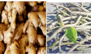 अदुवा चिया र गुर्जो सेवनले ठीक भयो कोरोना