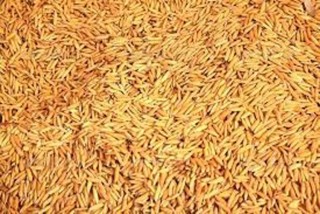 गत वर्षभन्दा दोब्बर धानको बीउ बिक्री