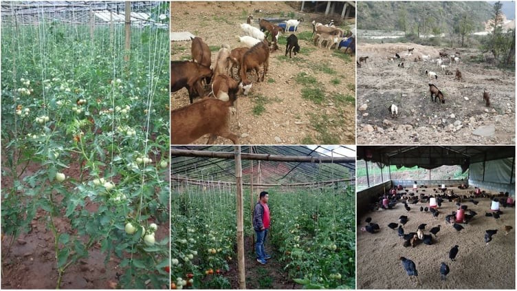 रामेछापमा ३५ लाखमा सामुहिक बाख्रापालन