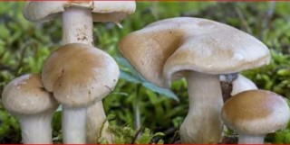 जङ्गली च्याउँ खाँदा १४ बिरामी