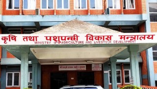 किसानका नाममा सीमित व्यक्ति–समूह मालामाल, परामर्शमै १० अर्ब स्वाहा
