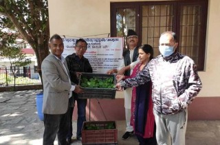 गुर्जोको बेर्ना निःशुल्क वितरण