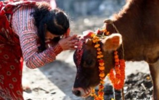 आज तिहारको तेस्रो दिनः गाईको पूजा गरी मनाइँदै
