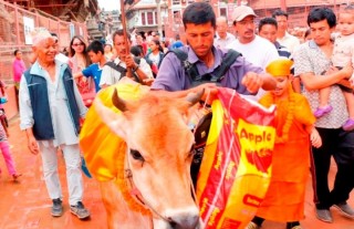 गाईजात्रा आज, वाग्मती प्रदेशमा बिदा