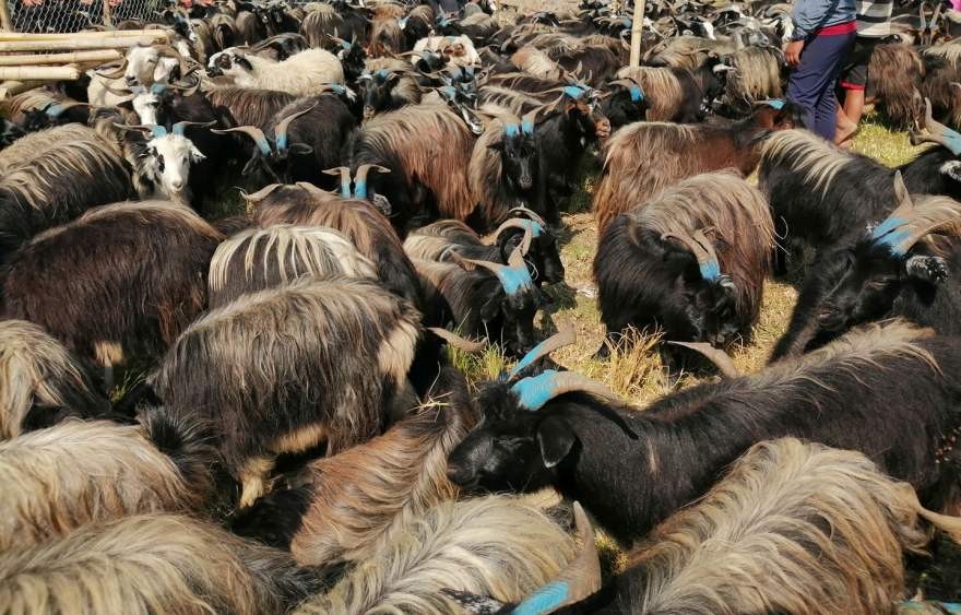 दसैँका लागि मुस्ताङबाट १२ हजार भेडा तथा च्याङ्ग्रा पोखरा ल्याइँदै