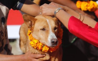 खिच्चा कुकुरमा कैफियतै कैफियत