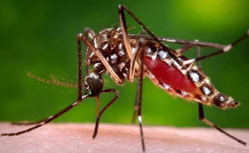 बाँकेमा डेङ्गु सङ्क्रमण बढ्दै
