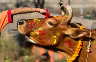 आज गाई पूजा, गाईको पूजाआजा गरी मनाइँदै
