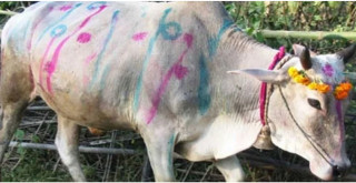 आज गोवर्द्धन पूजा, गोरु, बलि र हली पूजा गरिँदै