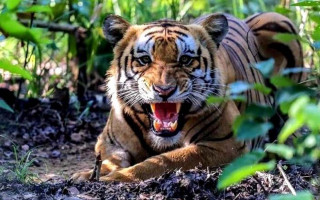 बारामा गुडिरहेको मोटरसाइकलमा बाघको आक्रमण