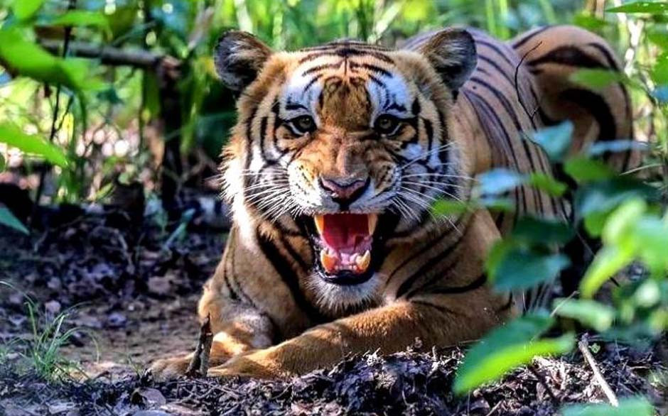 बारामा गुडिरहेको मोटरसाइकलमा बाघको आक्रमण